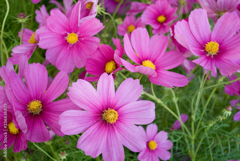 Cosmos or Cosmea plants, full of pink flowers, in full bloom, autumn, market, Italy Cosmos or Cosmea plants, full of pink flowers, in full bloom, autumn, market, Italy
