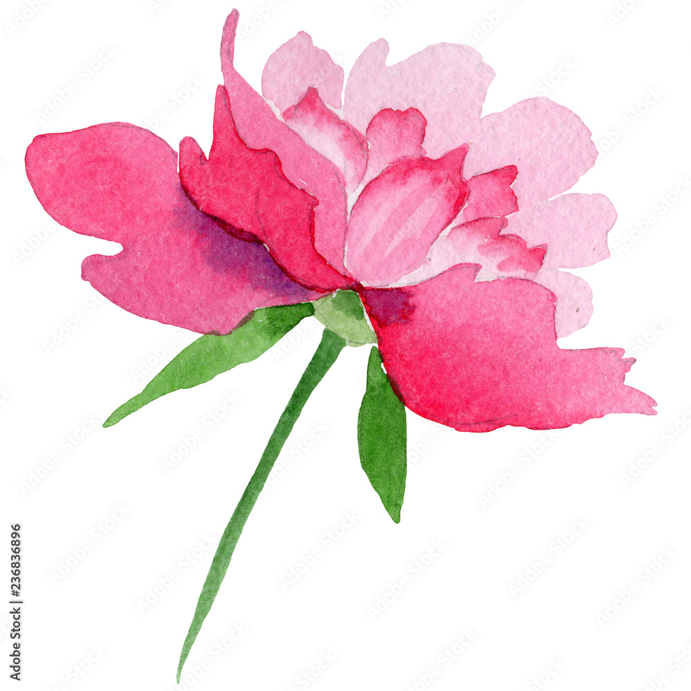 Pink peony flower with green leaf. Isolated peony illustration element. Watercolor background set. Pink peony flower with green leaf. Isolated peony illustration element. Watercolor background set.