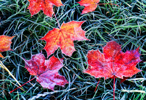 background with bright red autumn maple leaves lying on the grass covered wit...