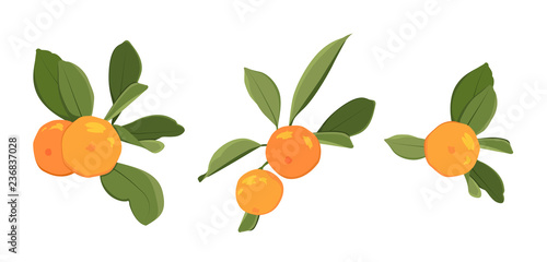Ripe orange citrus organic juicy fruit on branch green leaves. Clementine tangerine mandarin harvest produce. Isolated vector design element on white background. Exotic tropical healthy juicy vitamin.