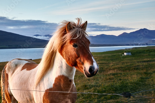 Icelandic horse in the sunset light, portrait