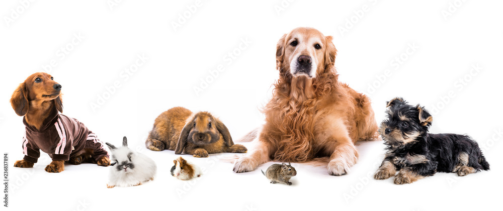 Cute fluffy animals isolated