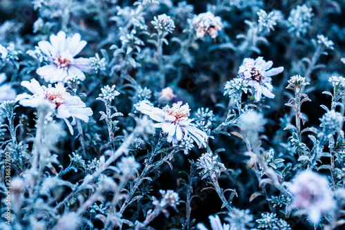  beautiful natural background with frozen purple flowers covered with the first autumn frost Sunny morning in the garden