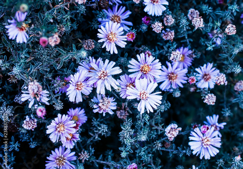beautiful natural background of lilac flowers covered with the first autumn f...