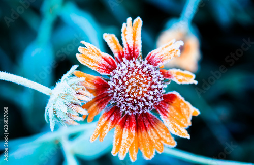 beautiful natural background with frozen rudbecia flower covered with first a...