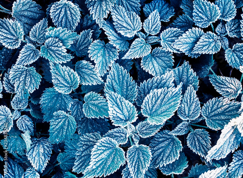 beautiful natural background top view of nettle leaves covered with first aut...