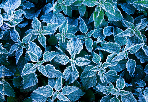beautiful natural background top view of nettle leaves covered with first aut...