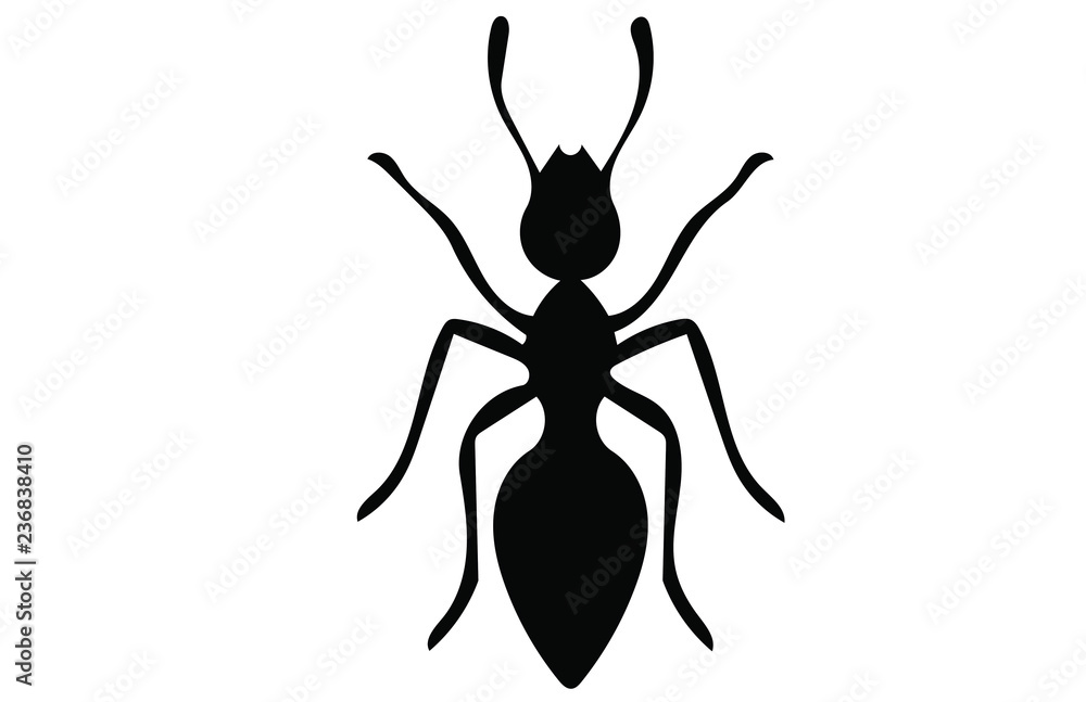 Ant