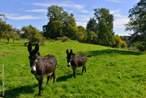Deux ânes en campagne