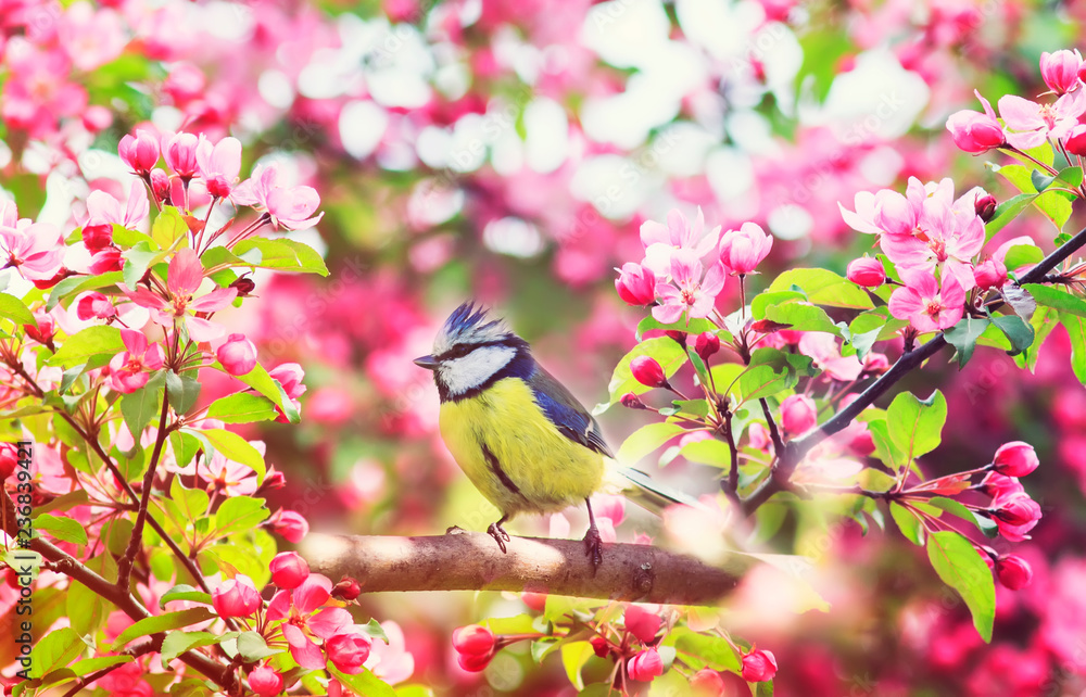 Fototapeta premium śliczna mała sikorka siedząca na gałęzi jabłoni z jasnoróżowymi kwiatami w wiosennym ogrodzie