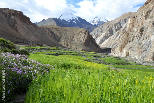 Barley field along the Markha Valley trek photo