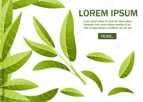 Fresh green tea leaves. Green tea for design, advertising and packaging. Flat vector illustration on white background. Place for text. Web site page and mobile app design