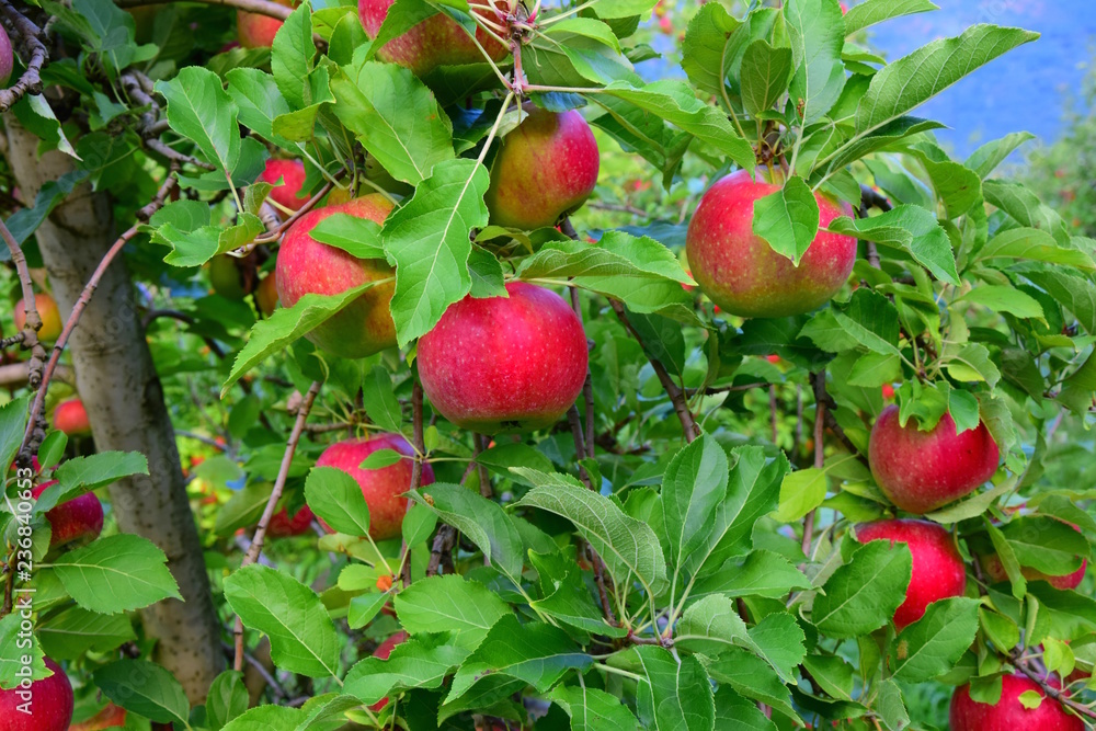 Reife rote Äpfel auf einem Apfelbaum