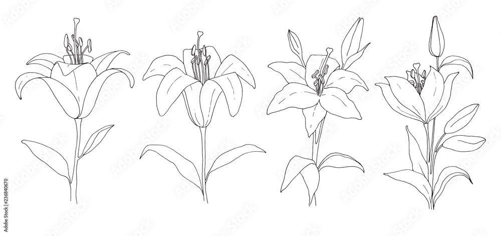 Sketch of flowers. Lily isolated on white background. Vector illustration.