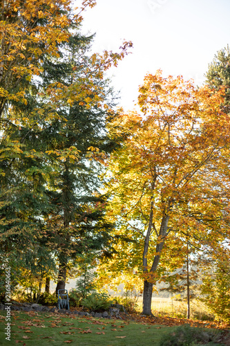 Autumn backyard scene of tall trees with colorful fall leaves