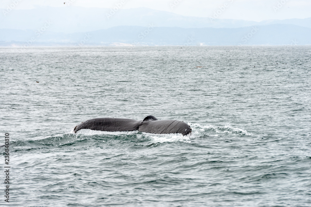 Fototapeta premium whale fin of a diving whale