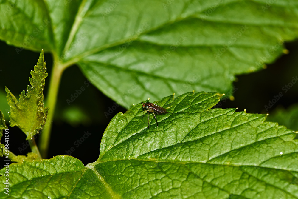 A fly on a sheet of currant. Currant bush. A fly sits on a sheet of currant. Nature, macro, close-up. Russia, Moscow region, Shatura A fly on a sheet of currant. Currant bush. A fly sits on a sheet of currant. Nature, macro, close-up. Russia, Moscow region, Shatura