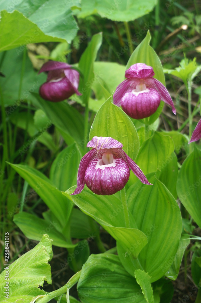 礼文アツモリソウ 2芽入（A19） 【公式通販】