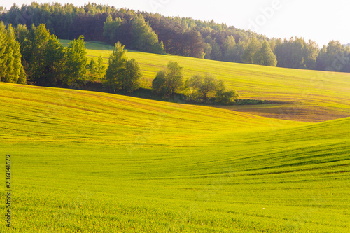 Spring landscape. Green farmlands lit with bright sunlight © korsarid