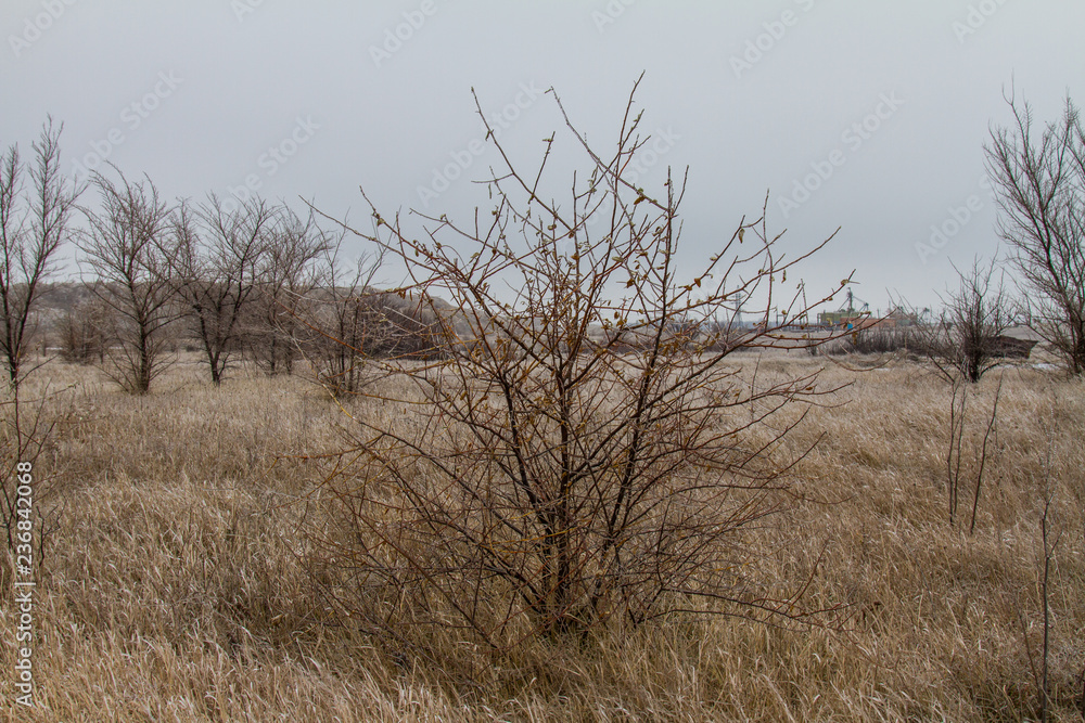 Tavrian steppe covered with ice. Tavrian steppe covered with ice.