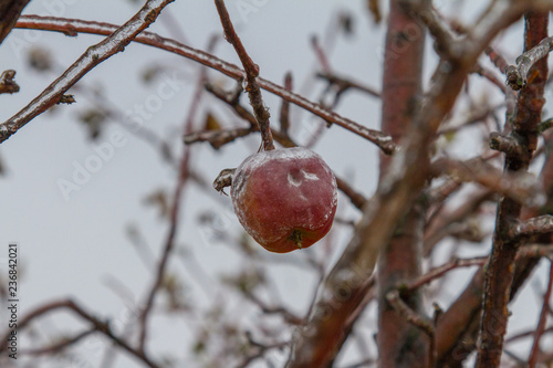 Ice-covered apple tree in the Tavrian steppe