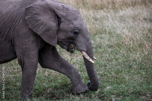 African Elephant