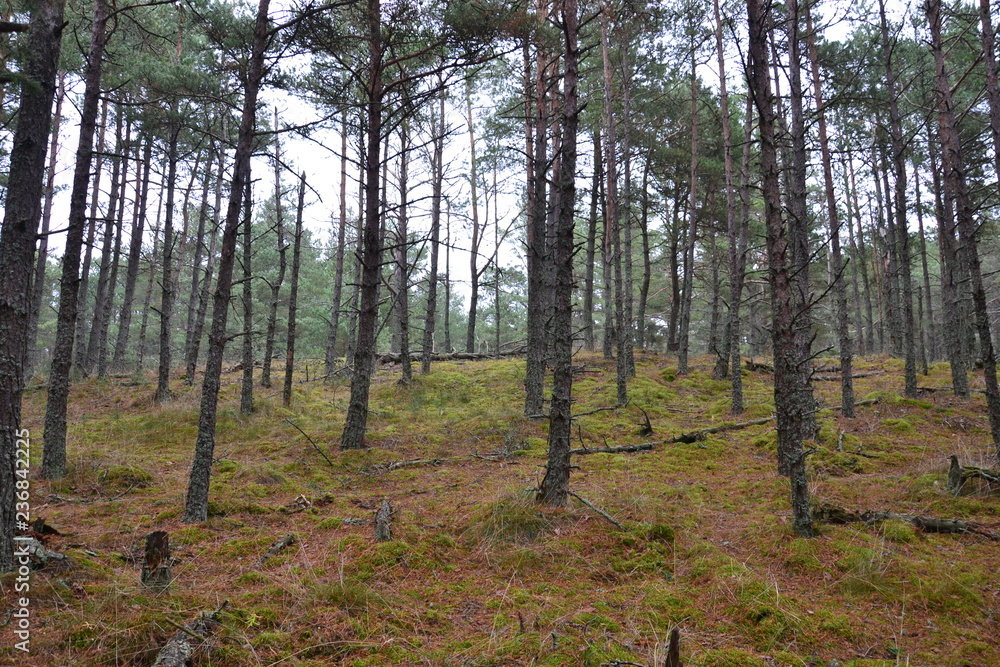 Late autumn forest of the Curonian spit Late autumn forest of the Curonian spit