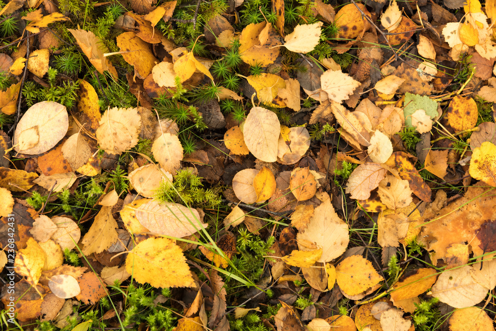 A close-up view from above of dead leaves from various species of trees covering the ground in a scottish forest in Autumn. 18 October 2018. A close-up view from above of dead leaves from various species of trees covering the ground in a scottish forest in Autumn. 18 October 2018.