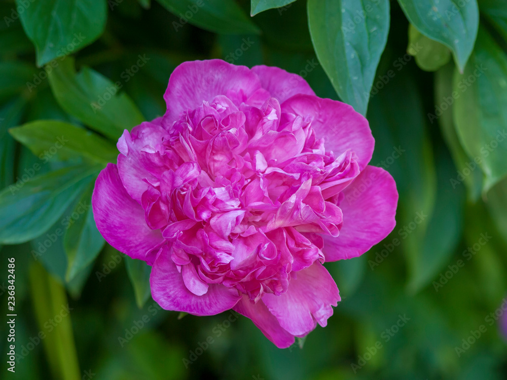 Pivoine de Chine rose (Paeonia lactiflora)