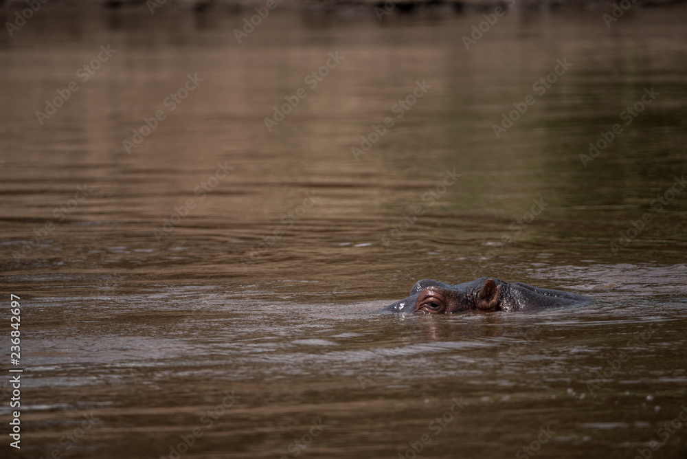 Fototapeta premium Hippo