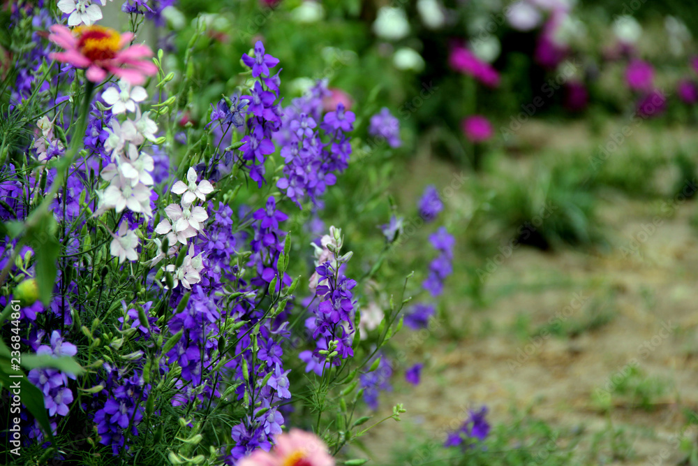 Obraz premium Bushes Of White And Lavender Flowers 