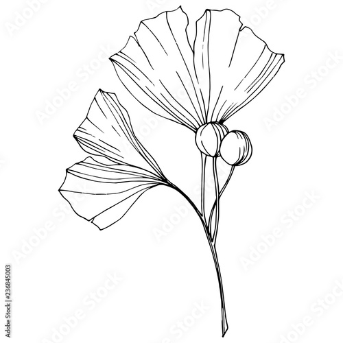 Vector. Engraved black and white ginkgo leaf. Plant botanical garden. Isolated ginkgo illustration element.