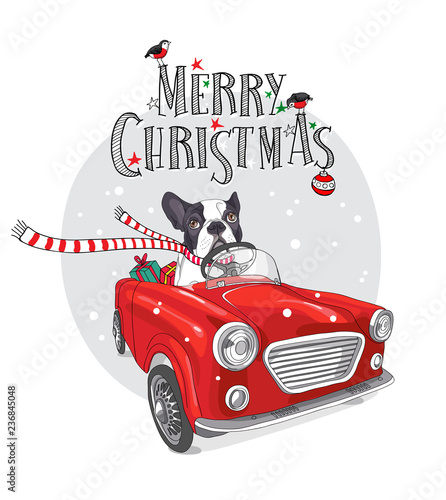 Christmas card. French Bulldog in a striped scarf with gift inside of the red car. Vector illustration.