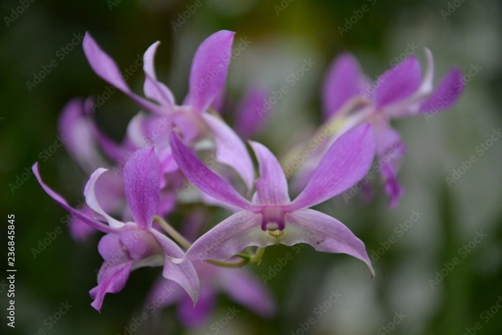 Orchid