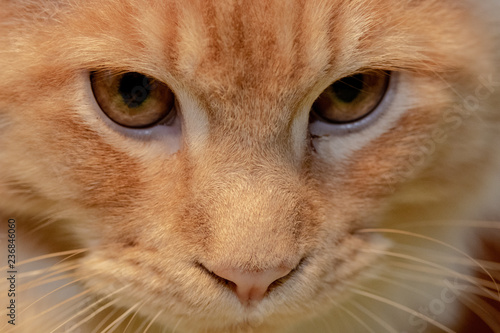 Maine Coon Cat Closeup