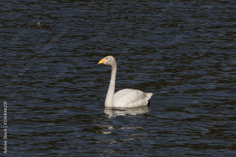 Whooper swan (Cygnus cygnus) on a blue water surface Whooper swan (Cygnus cygnus) on a blue water surface