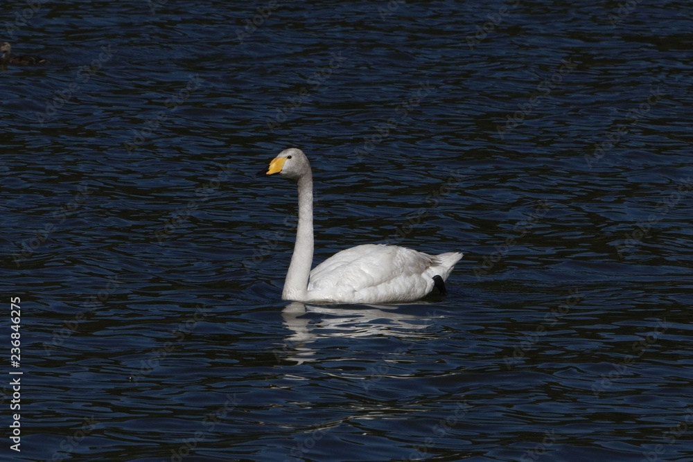 Whooper swan (Cygnus cygnus) on a blue water surface Whooper swan (Cygnus cygnus) on a blue water surface