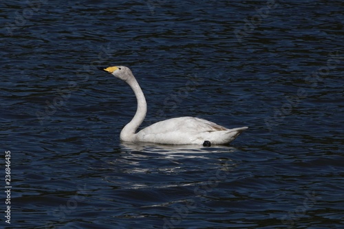 Whooper swan (Cygnus cygnus) on a blue water surface © ChrWeiss