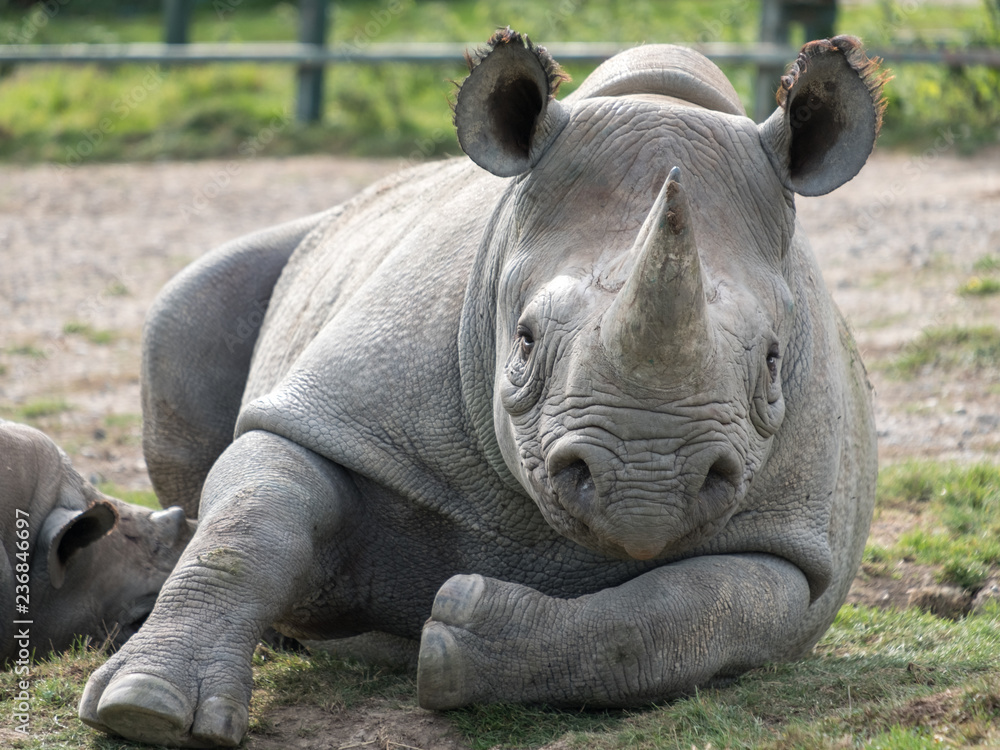 Close up of black rhinoceros looking straight to camera. Photographed at Port Lympne Safari Park near Ashford Kent UK. Close up of black rhinoceros looking straight to camera. Photographed at Port Lympne Safari Park near Ashford Kent UK.
