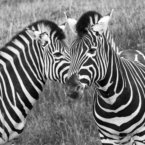 Two zebras photographed in monochrome at Port Lympne Safari Park, Ashford, Kent UK photo