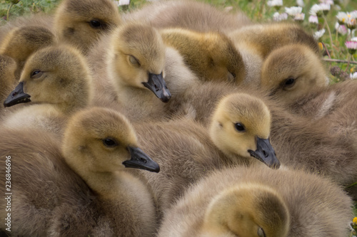 Canada Geese chicks © Kevin