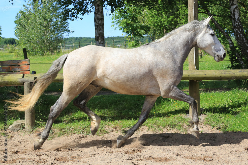 Schönes Pferd (Schimmel) auf Pferdekoppel Schönes Pferd (Schimmel) auf Pferdekoppel
