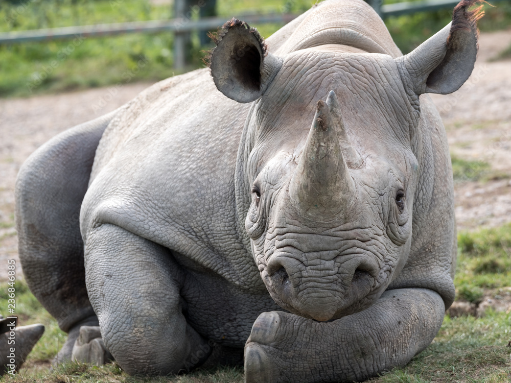 Close up of black rhinoceros looking straight to camera. Photographed at Port Lympne Safari Park near Ashford Kent UK. Close up of black rhinoceros looking straight to camera. Photographed at Port Lympne Safari Park near Ashford Kent UK.