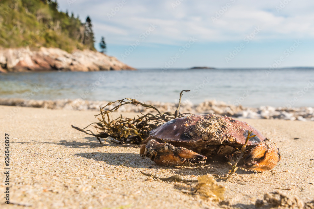 Obraz premium A wild crab on the beach in Acadia National Park in Maine.