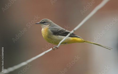 A stunning Grey Wagtail (Motacilla cinerea) perching on a wire.