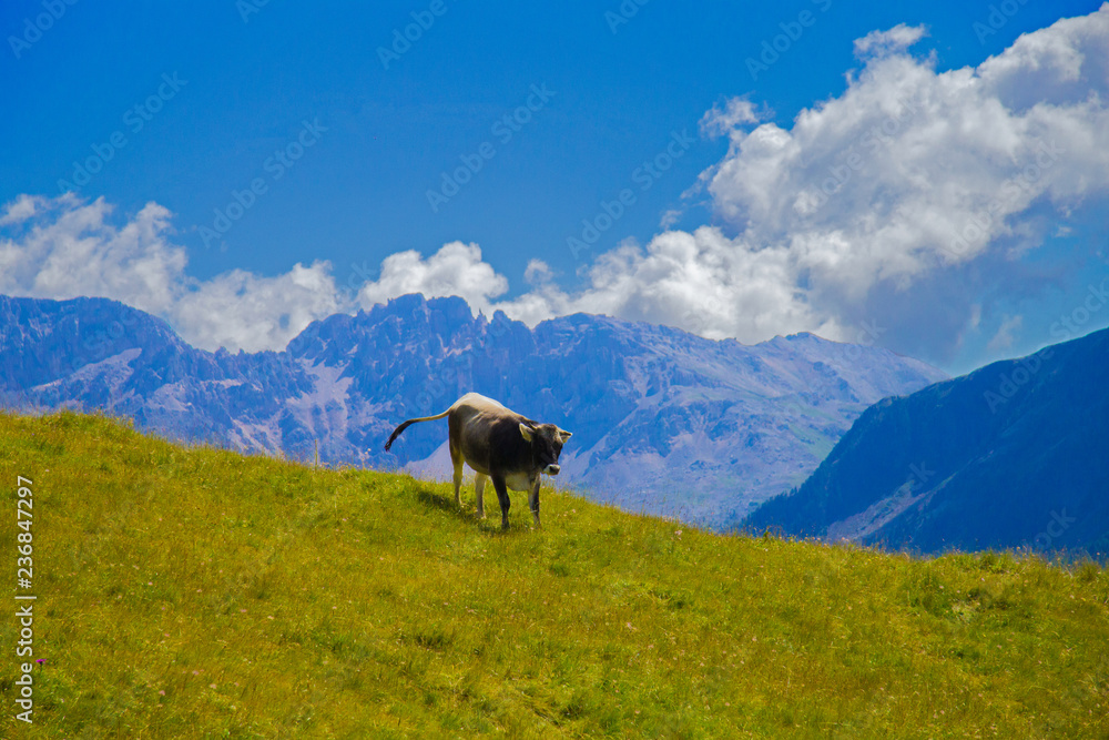 mucca sul prato in montagna
