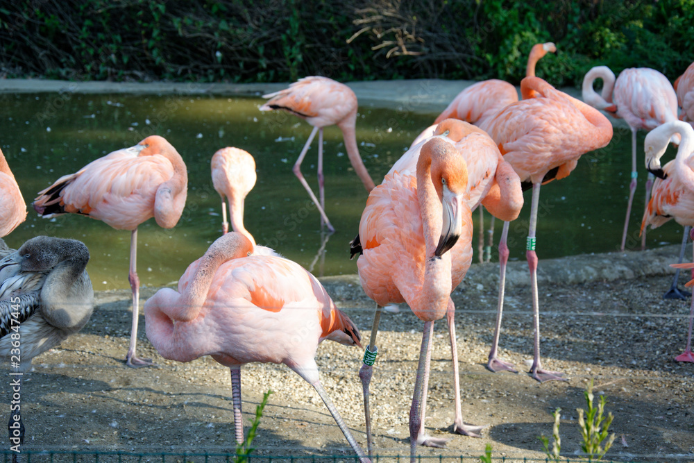 Flamingi