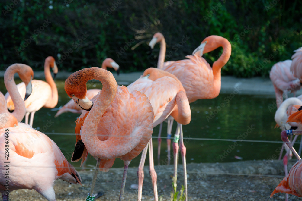 Flamingi