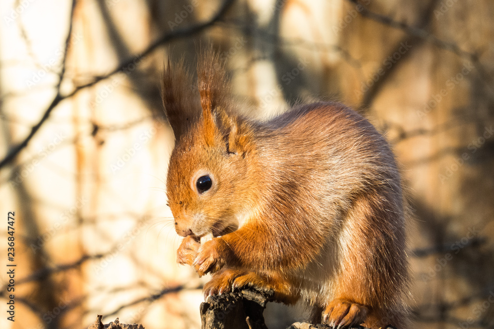 Fototapeta premium Red squirrel