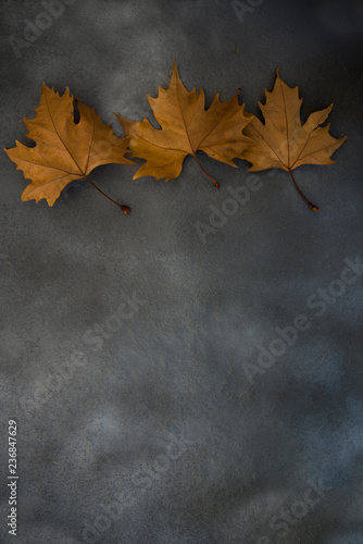 three dried leaves of autumn
